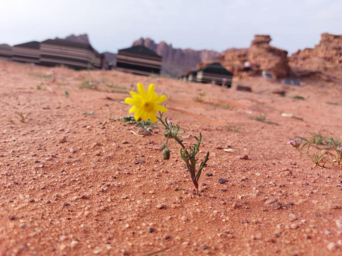 Bedouin Future Camp Hotel Wadi Rum Exterior photo